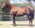 A Leading Race Horse Sire