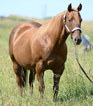 1995 Bay Mare by Runnerelse